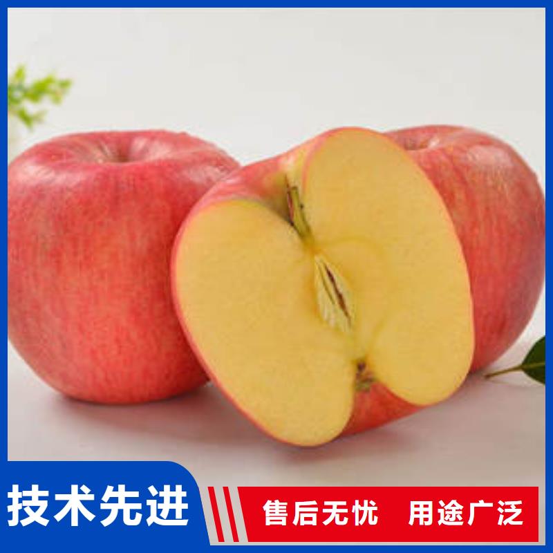 红富士苹果苹果种植基地产地货源