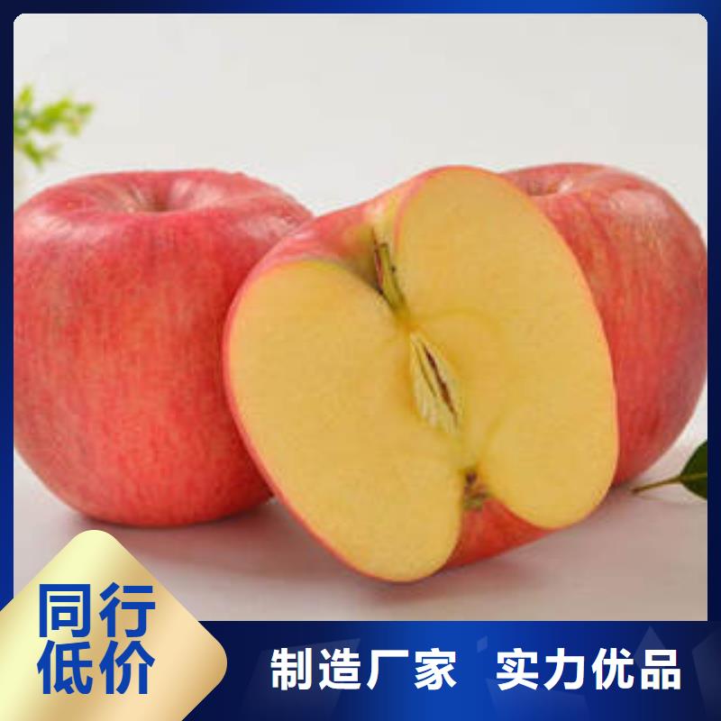 红富士苹果苹果种植基地厂家