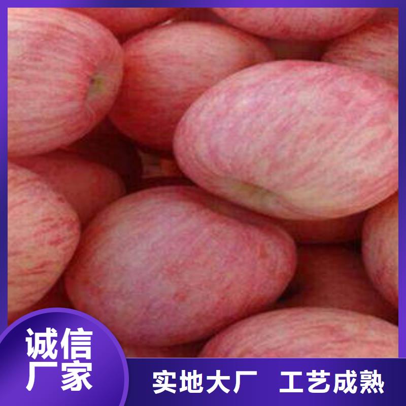 红富士苹果-苹果种植基地设计合理
