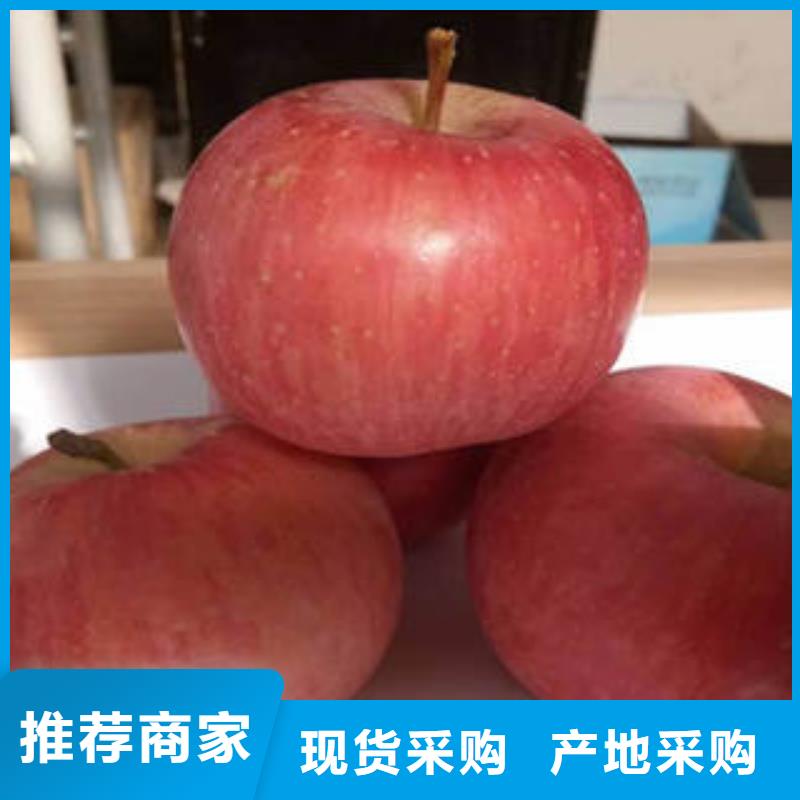 红富士苹果苹果种植基地实力公司
