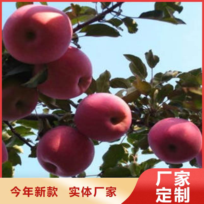 红富士苹果大厂家实力看得见