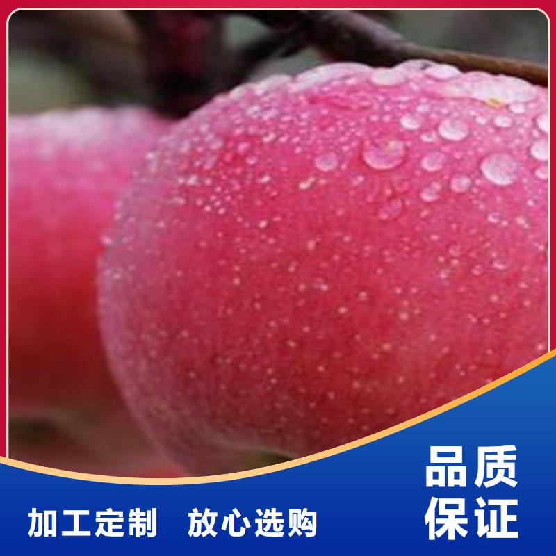 红富士苹果苹果种植基地苹果种植基地设计制造销售服务一体