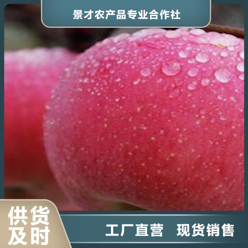 红富士苹果-苹果种植基地设计合理