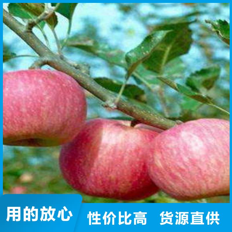 红富士苹果红富士苹果批发现货