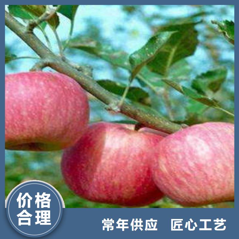 苹果种植基地-视频-浙江省嘉兴市|桐乡|海宁|衢州|温州|杭州|金华|台州|丽水苹果种植基地-景才