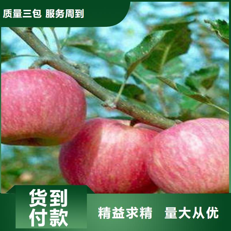 红富士苹果苹果种植基地大厂生产品质