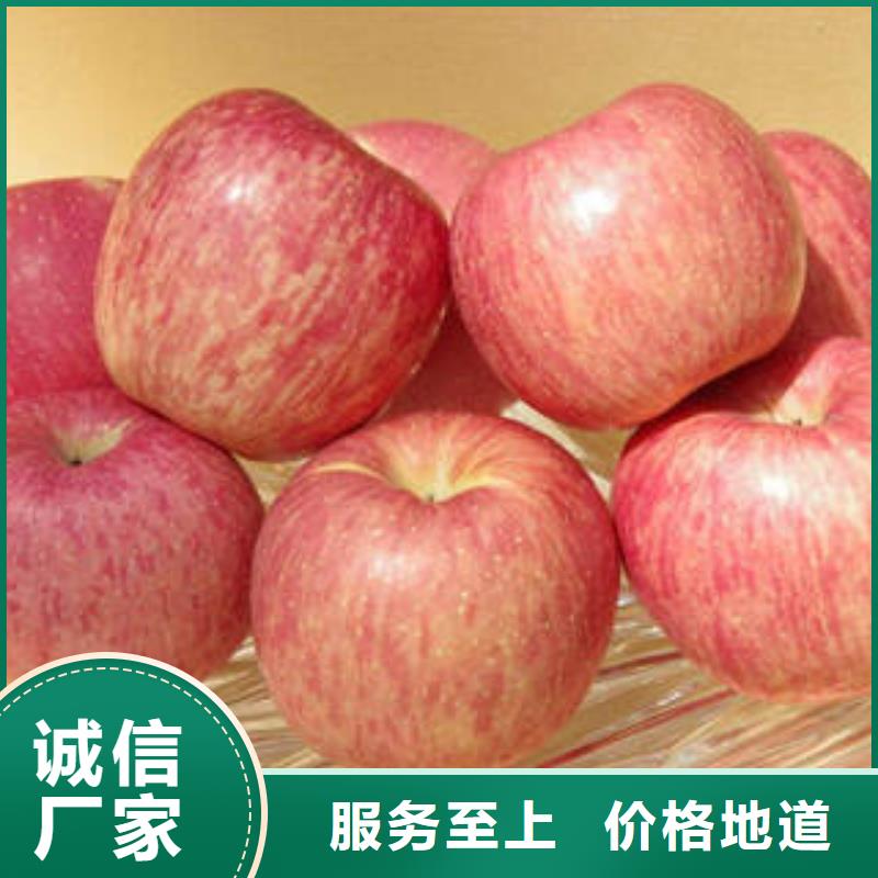红富士苹果-嘎啦苹果量大从优