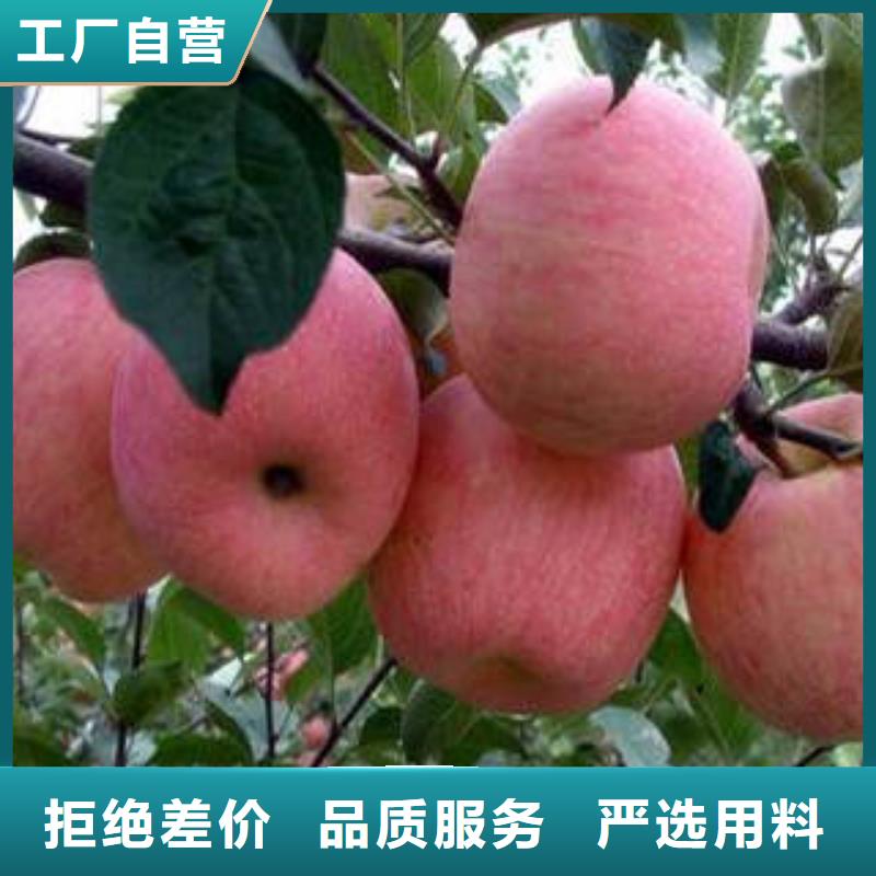 苹果种植基地-视频-苹果种植基地|盘锦市|盘山|双台子|大连|朝阳|本溪|鞍山|丹东|阜新|锦州