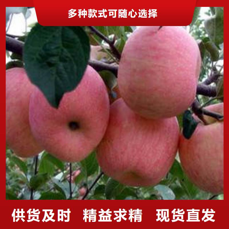 红富士苹果苹果种植基地厂家案例