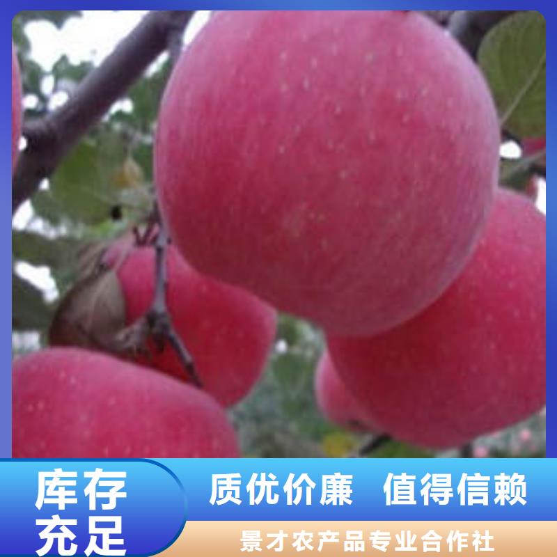 红富士苹果_嘎啦苹果定制批发