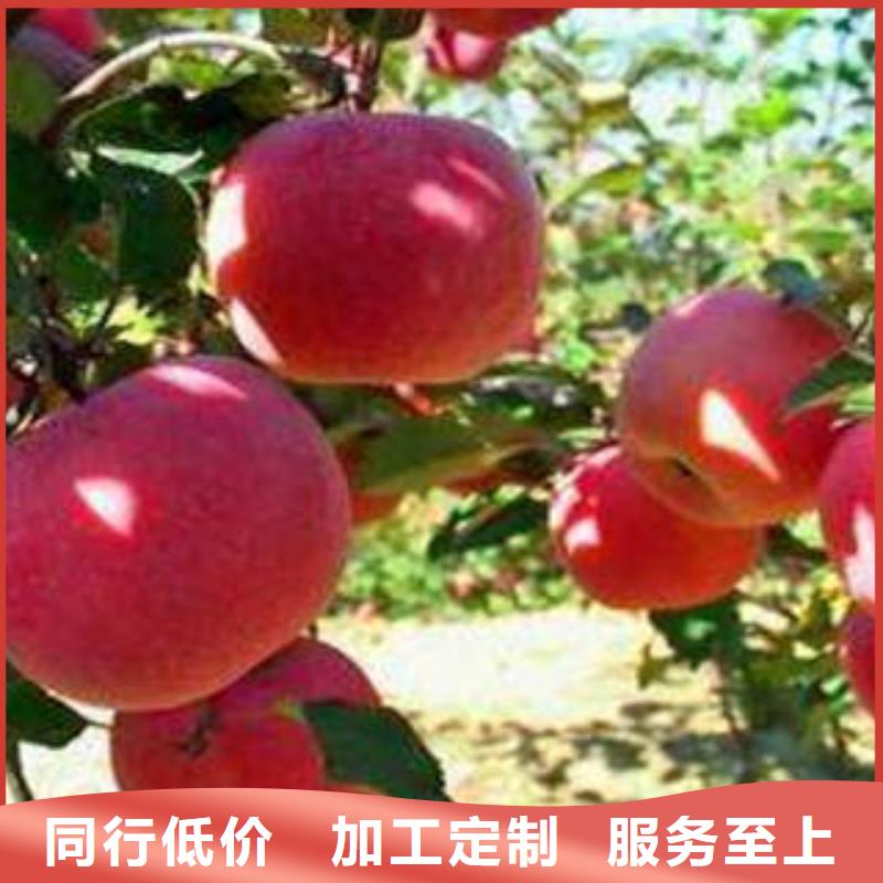 苹果种植基地-视频-苹果种植基地|盘锦市|盘山|双台子|大连|朝阳|本溪|鞍山|丹东|阜新|锦州