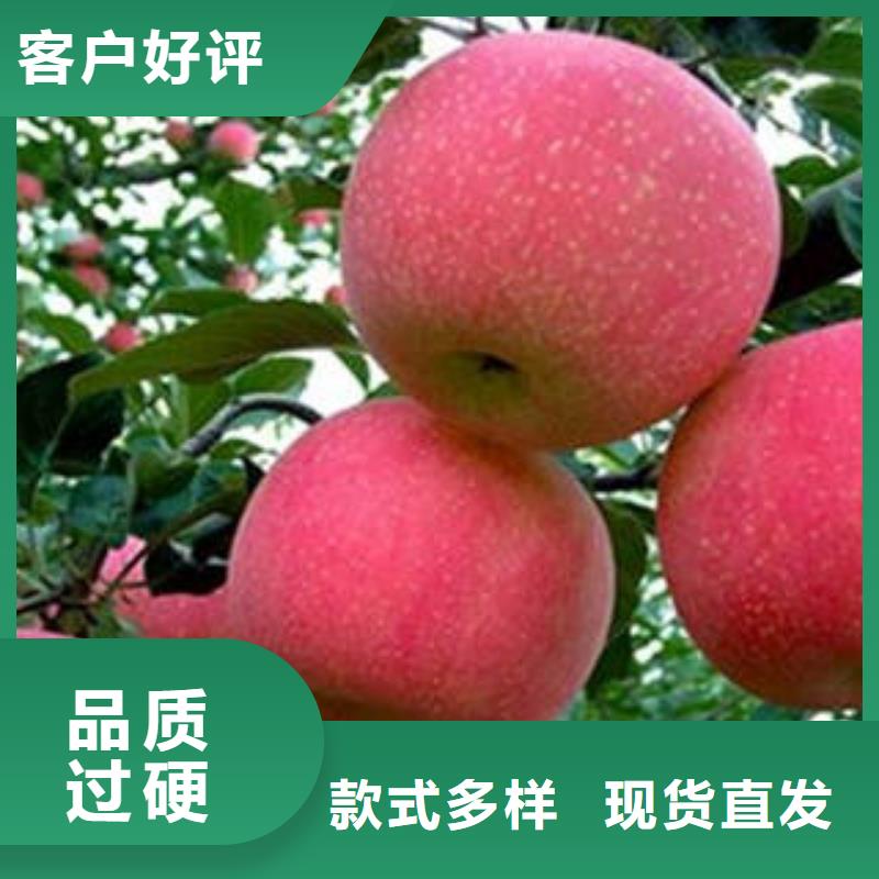 苹果种植基地-视频-苹果种植基地|盘锦市|盘山|双台子|大连|朝阳|本溪|鞍山|丹东|阜新|锦州