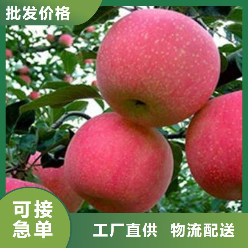 红富士苹果嘎啦苹果价格合理