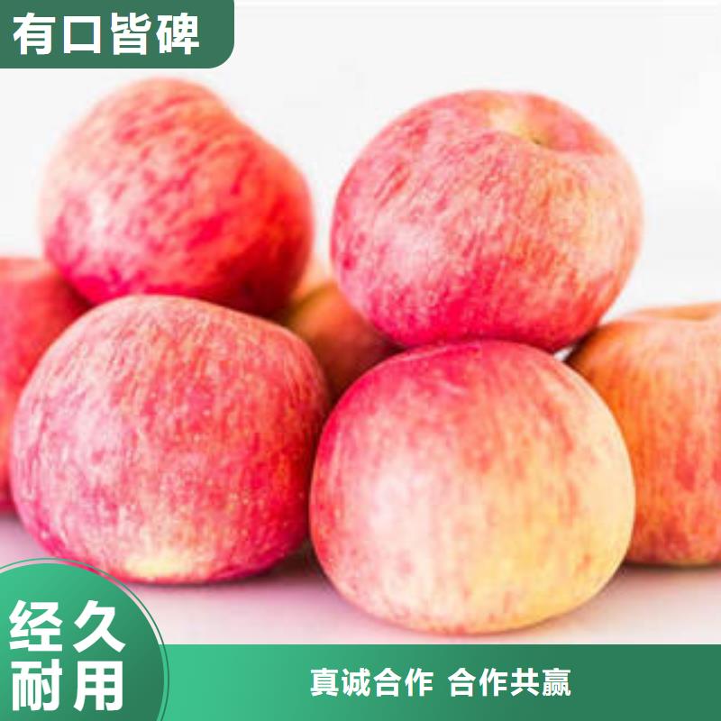 红富士苹果-嘎啦苹果量大从优