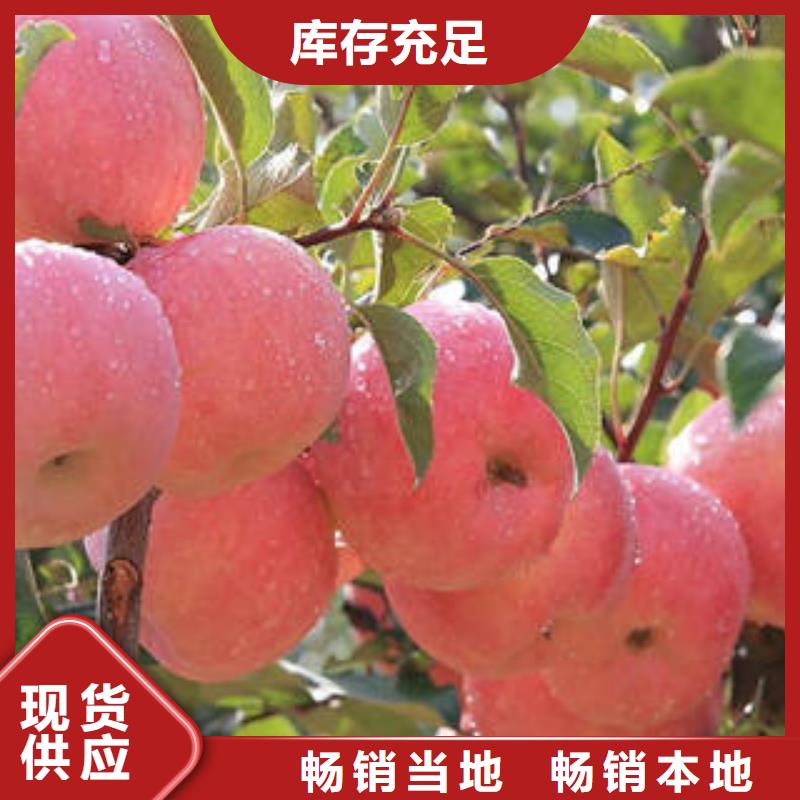红富士苹果-嘎啦苹果量大从优
