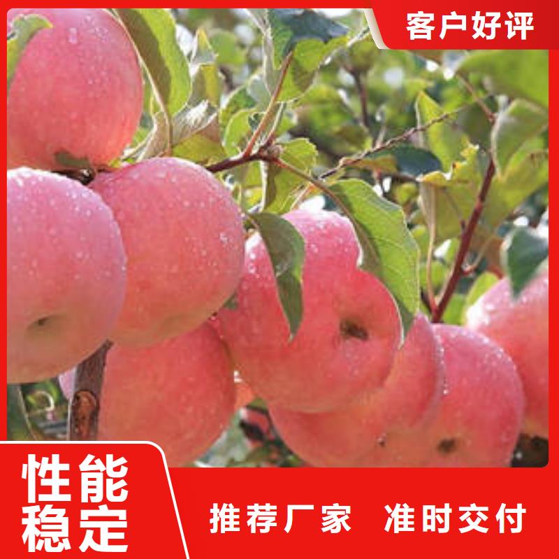 红富士苹果_苹果种植基地苹果种植基地自有生产工厂