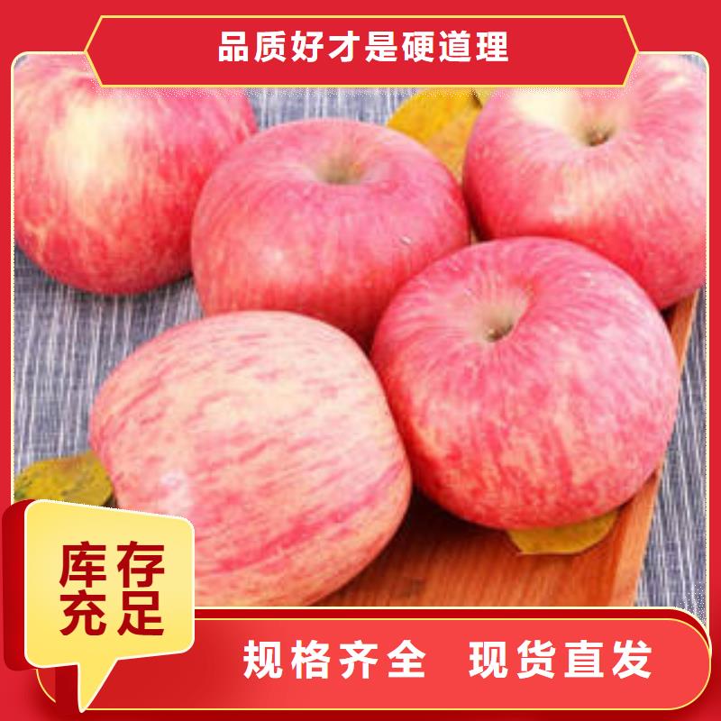 红富士苹果_苹果种植基地苹果种植基地自有生产工厂