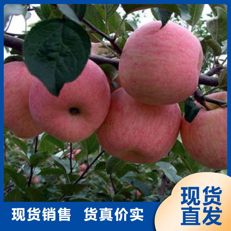 红富士苹果-嘎啦苹果量大从优