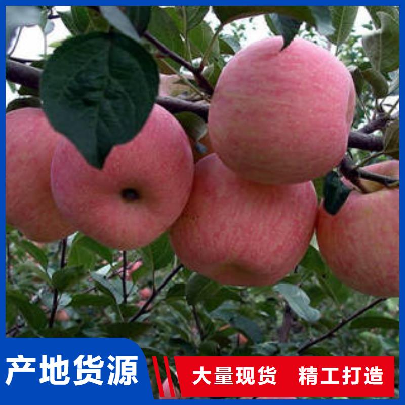 苹果种植基地-视频-苹果种植基地|盘锦市|盘山|双台子|大连|朝阳|本溪|鞍山|丹东|阜新|锦州