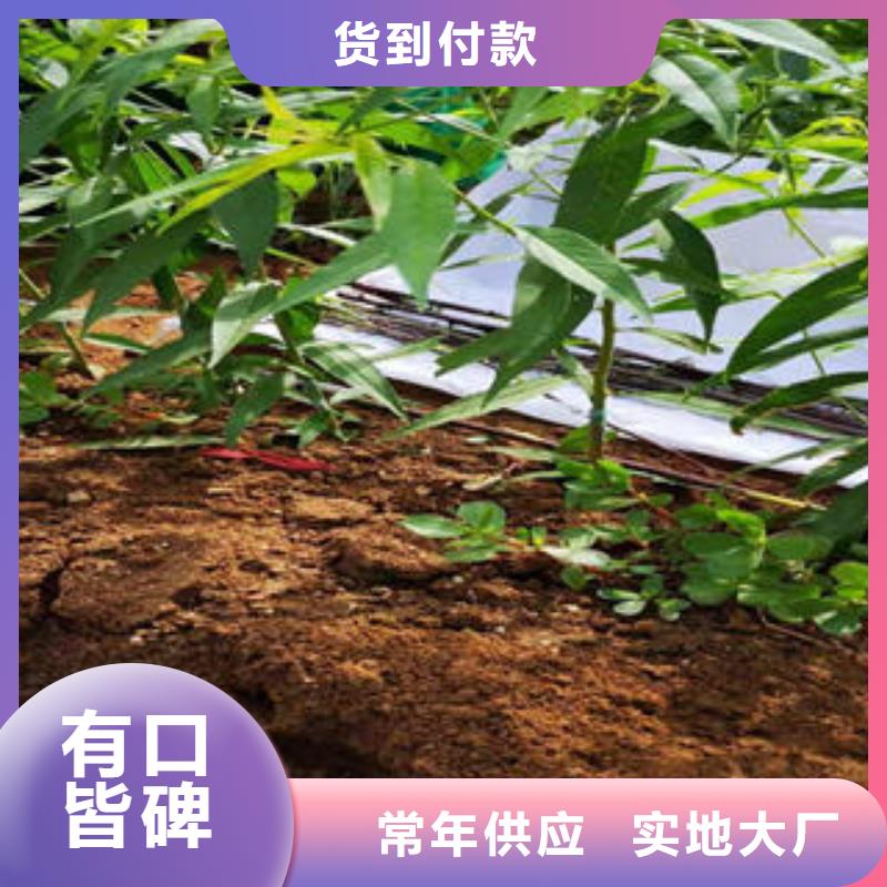蓝莓苗-视频-蓝莓苗|山东省淄博市|博山|淄川|威海|东营|烟台|青岛|济南|菏泽