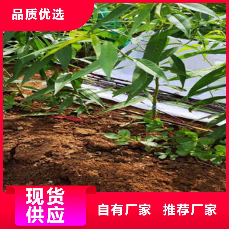 桃树苗花椒苗精选货源