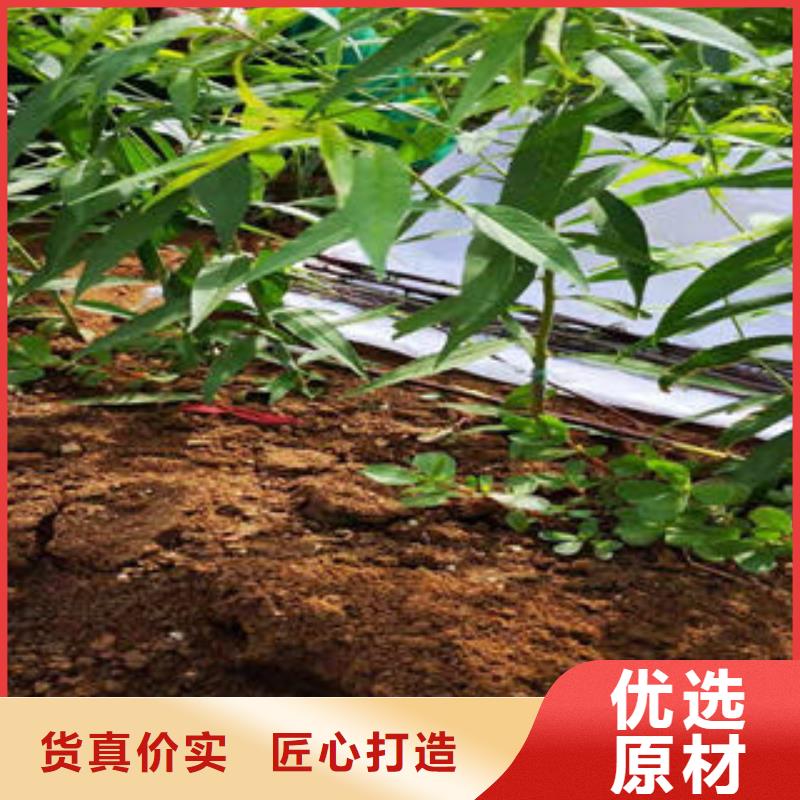蓝莓苗视频-蓝莓苗(兴海)覆盖地域广东省云浮市云城|云安|河源|揭阳|潮州|江门|湛江
