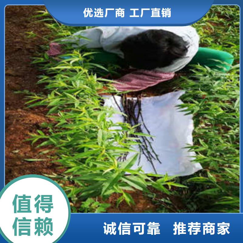 桃树苗板栗苗不断创新