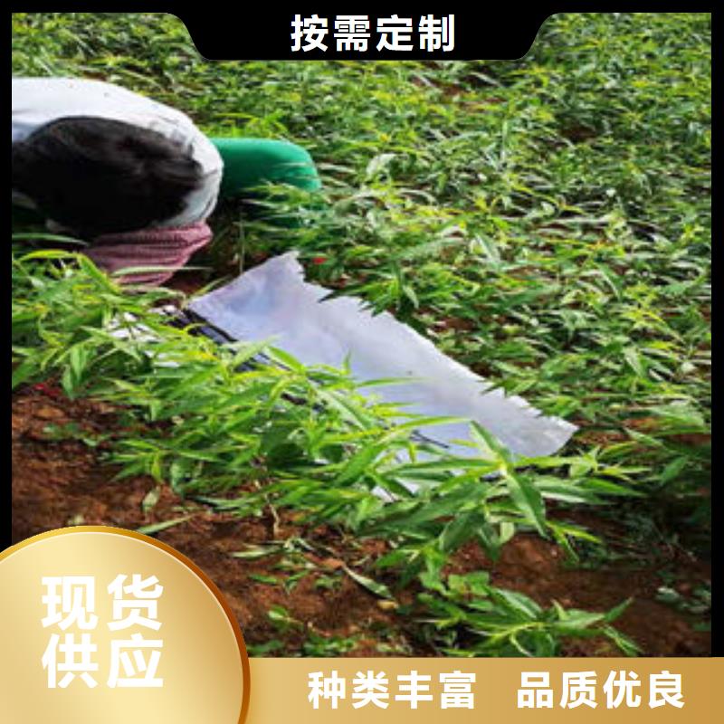 蓝莓苗视频-蓝莓苗-四川省凉山市会东|喜德|宜宾|绵阳|甘孜|广元|南充|遂宁|德阳(同城)厂家
