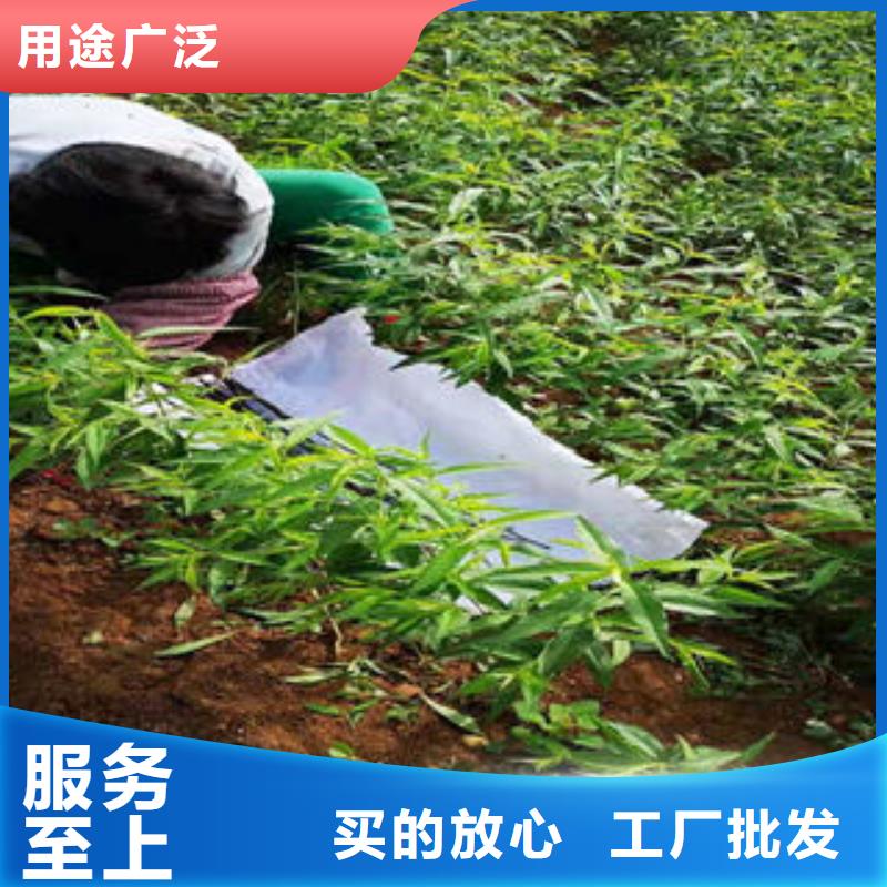 桃树苗-板栗苗源头厂源头货