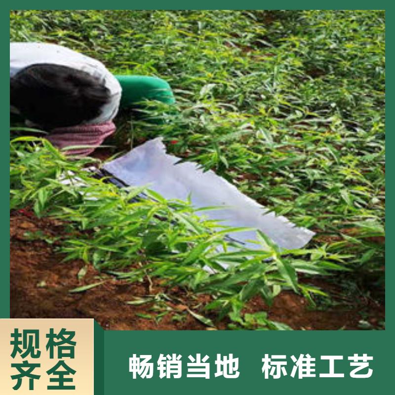 蓝莓苗-视频-蓝莓苗|山东省淄博市|博山|淄川|威海|东营|烟台|青岛|济南|菏泽