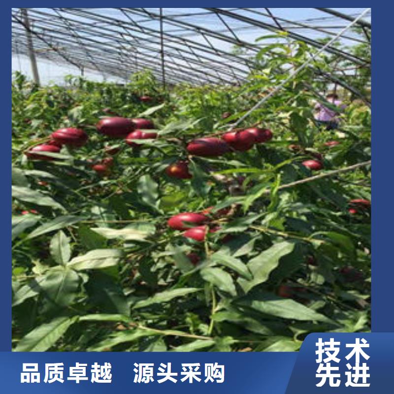桃树苗-板栗苗源头厂源头货