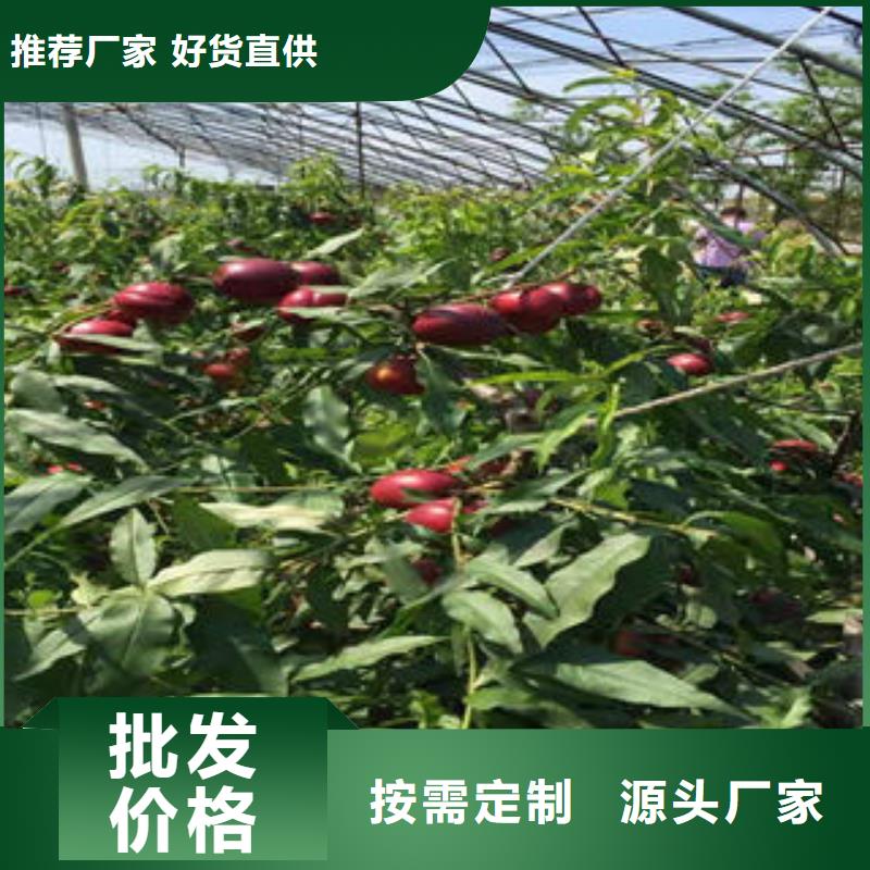 蓝莓苗视频-蓝莓苗(兴海)覆盖地域广东省云浮市云城|云安|河源|揭阳|潮州|江门|湛江
