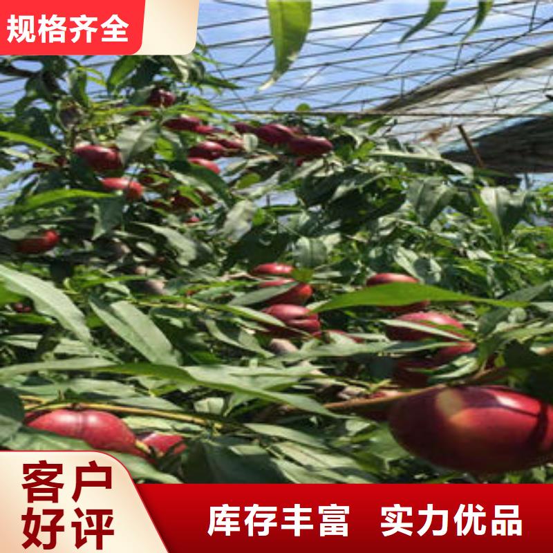 蓝莓苗视频-蓝莓苗-四川省凉山市会东|喜德|宜宾|绵阳|甘孜|广元|南充|遂宁|德阳(同城)厂家