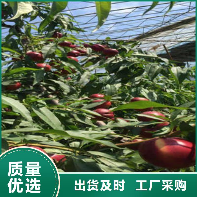 蓝莓苗视频-蓝莓苗(兴海)覆盖地域广东省云浮市云城|云安|河源|揭阳|潮州|江门|湛江
