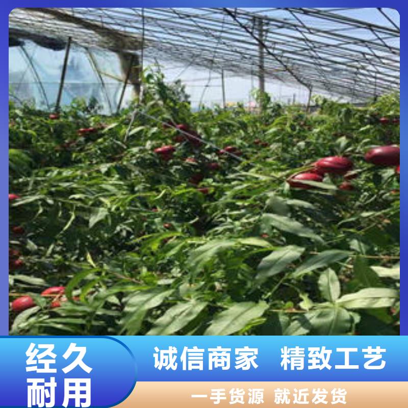 蓝莓苗-视频-蓝莓苗|山东省淄博市|博山|淄川|威海|东营|烟台|青岛|济南|菏泽