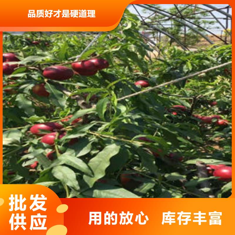 桃树苗花椒苗精选货源