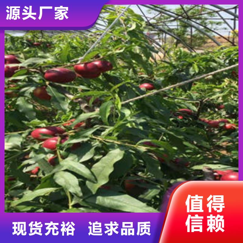蓝莓苗视频-蓝莓苗(兴海)覆盖地域广东省云浮市云城|云安|河源|揭阳|潮州|江门|湛江