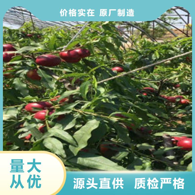 桃树苗【核桃苗】定制速度快工期短