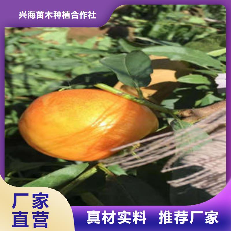 蓝莓苗视频-蓝莓苗-四川省凉山市会东|喜德|宜宾|绵阳|甘孜|广元|南充|遂宁|德阳(同城)厂家