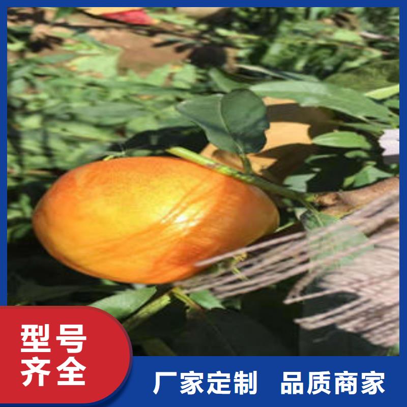 蓝莓苗-视频-蓝莓苗|山东省淄博市|博山|淄川|威海|东营|烟台|青岛|济南|菏泽