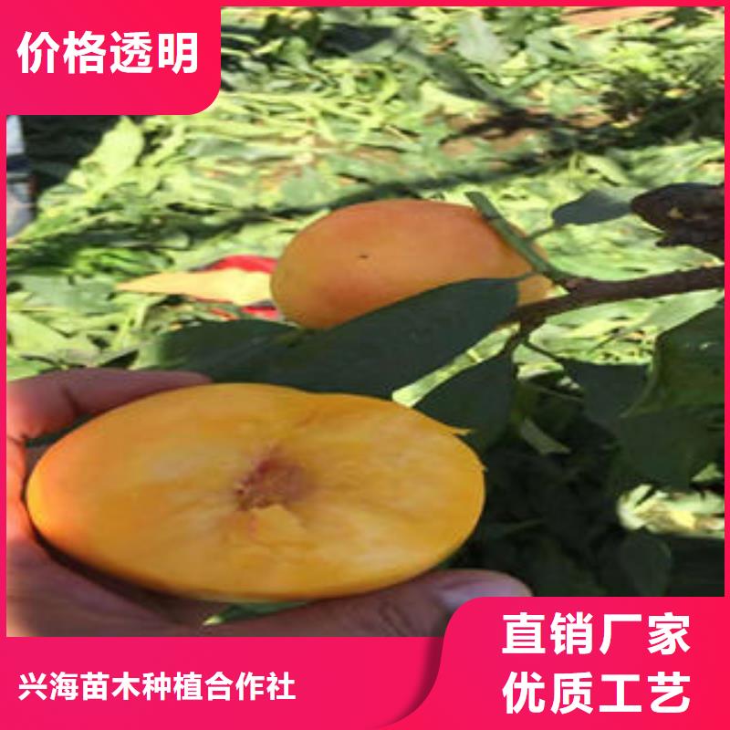 蓝莓苗-视频-蓝莓苗|山东省淄博市|博山|淄川|威海|东营|烟台|青岛|济南|菏泽