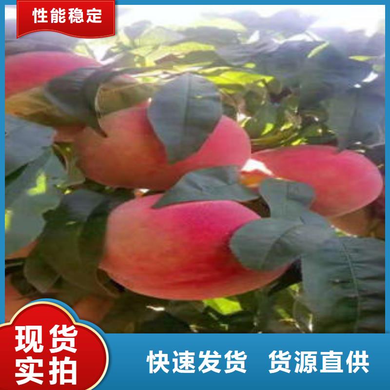 桃树苗板栗苗现货直供