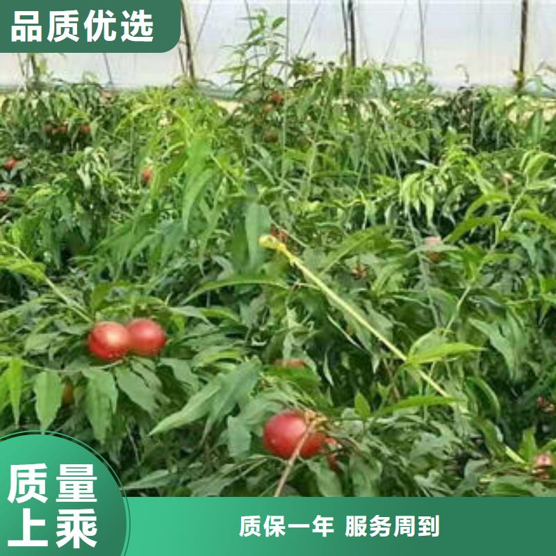 桃树苗【核桃苗】定制速度快工期短