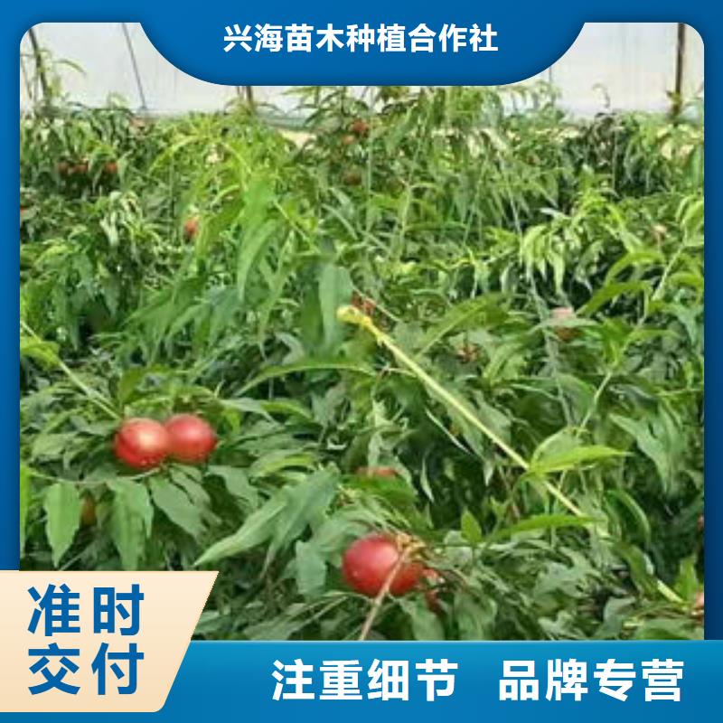 蓝莓苗视频-蓝莓苗-四川省凉山市会东|喜德|宜宾|绵阳|甘孜|广元|南充|遂宁|德阳(同城)厂家