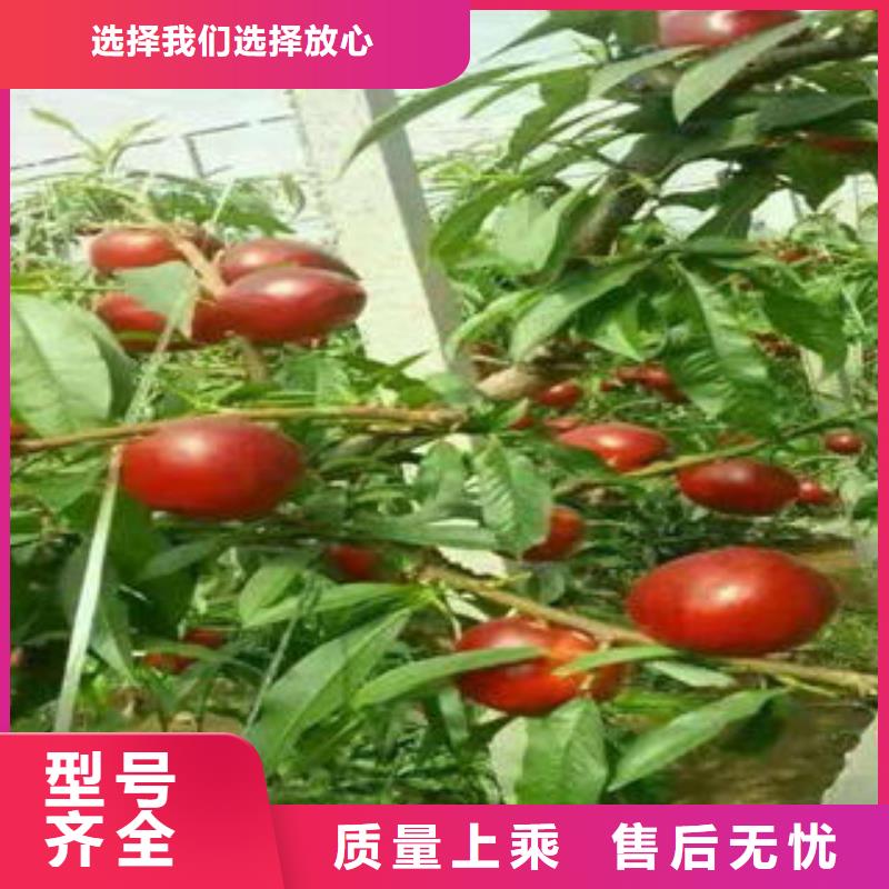 桃树苗【核桃苗】定制速度快工期短