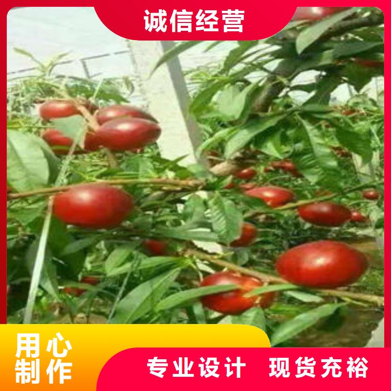桃树苗花椒苗精选货源