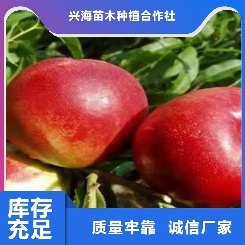 蓝莓苗视频-蓝莓苗(兴海)覆盖地域广东省云浮市云城|云安|河源|揭阳|潮州|江门|湛江
