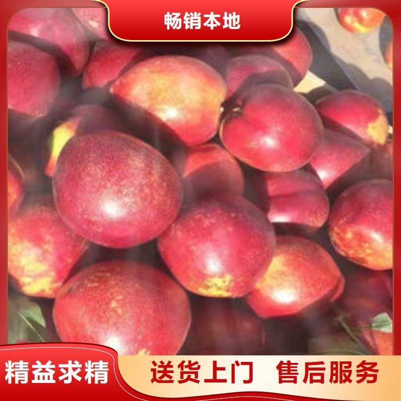 蓝莓苗视频-蓝莓苗(兴海)覆盖地域广东省云浮市云城|云安|河源|揭阳|潮州|江门|湛江