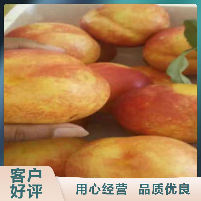 蓝莓苗视频-蓝莓苗(兴海)覆盖地域广东省云浮市云城|云安|河源|揭阳|潮州|江门|湛江