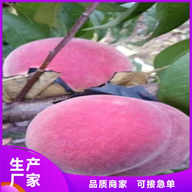 桃树苗_梨树苗应用领域